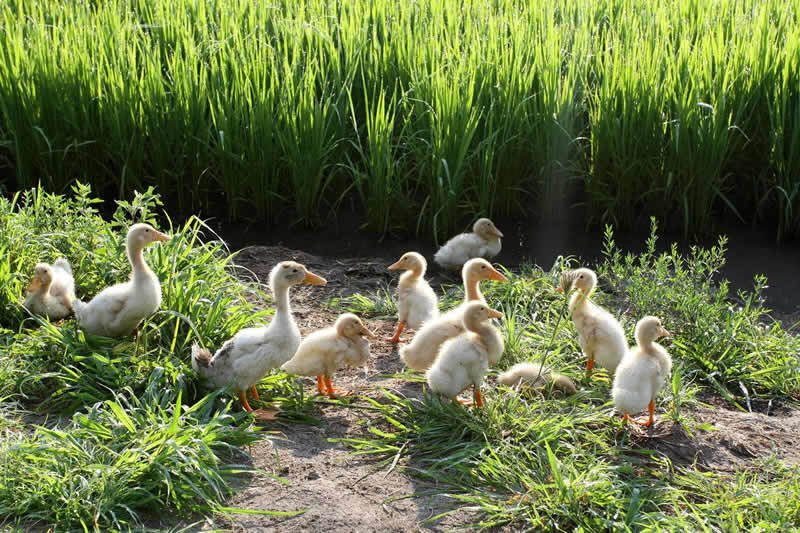 it外包服務(wù)_it外包市場分析及營銷模式探討_北京it外包公司有哪些